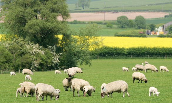 sheep grazing in a meadow